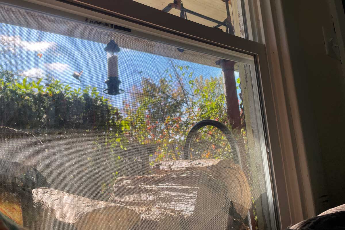view out a screen window on a sunny fall day with birds crowding a birdfeeder